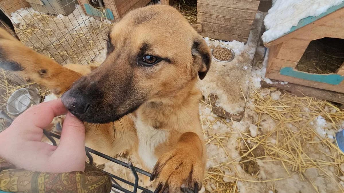 Neoh, Mixed Breed (Refuge d)