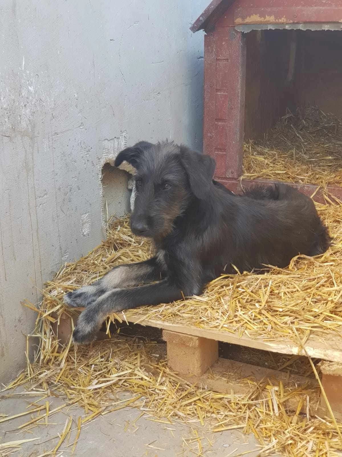 Nils, Mixed Breed (Refuge d)