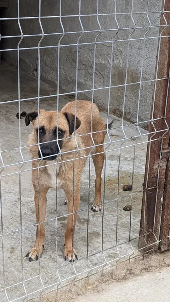 Noami, Mixed Breed (Refuge d)