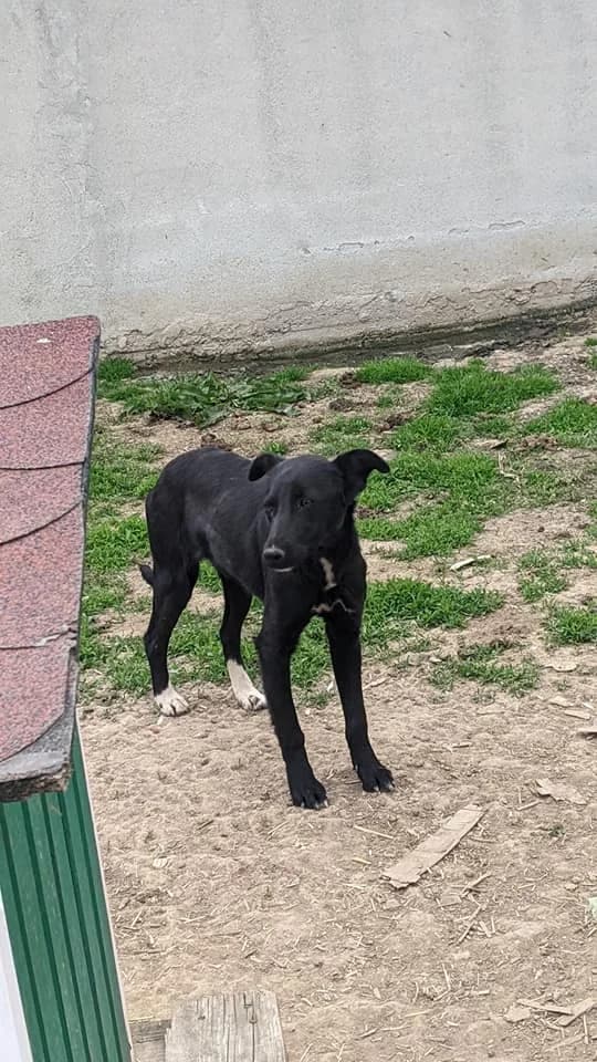 Noëli, Mixed Breed (Refuge d)
