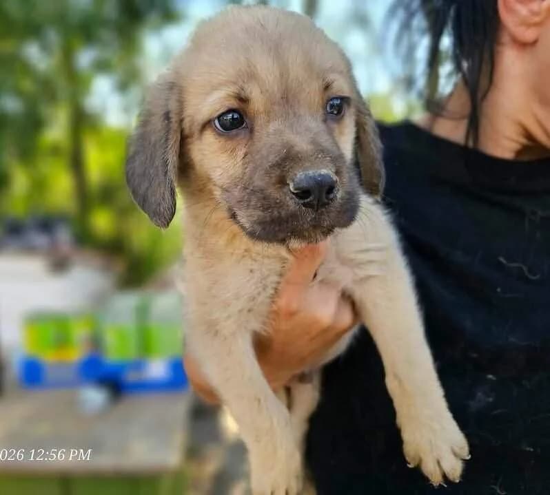 Nouka, male Mixed Breed for adoption at Refuge d