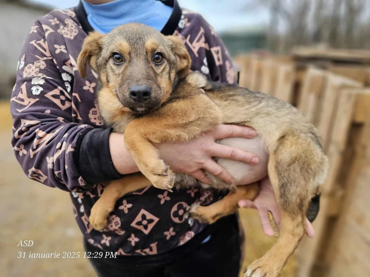 Numie, Mixed Breed (Refuge d)