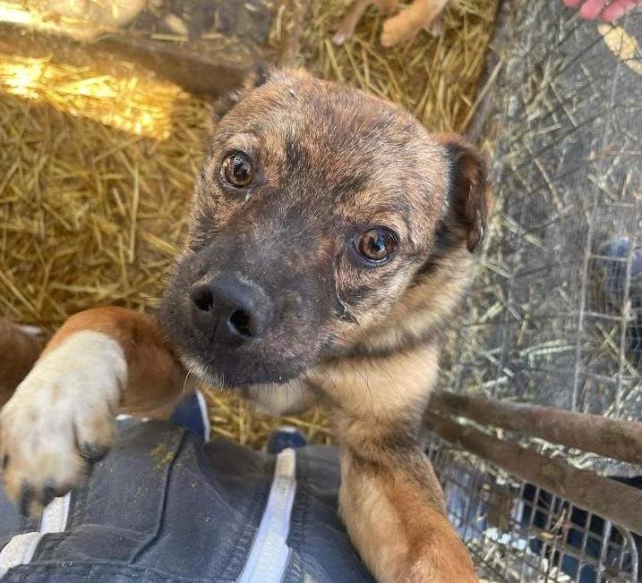 Nyron, Mixed Breed (Refuge d)