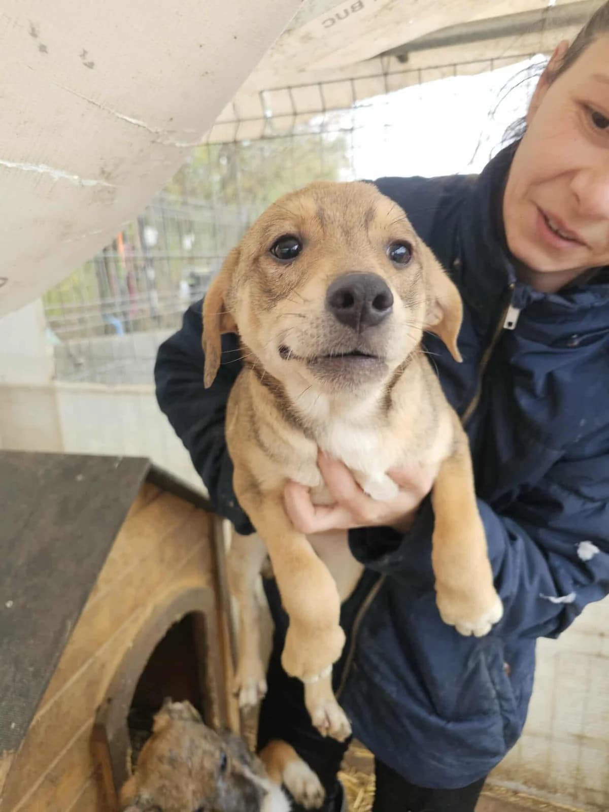 Nysko, Mixed Breed (Refuge d)
