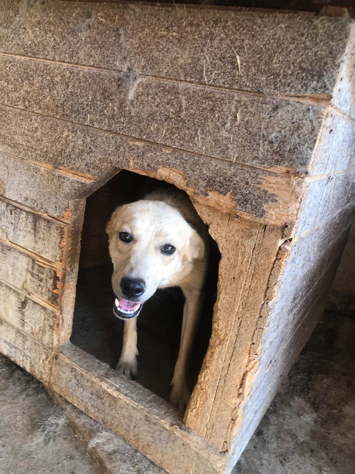 Obii (🇫🇷), Mixed Breed (Refuge d)