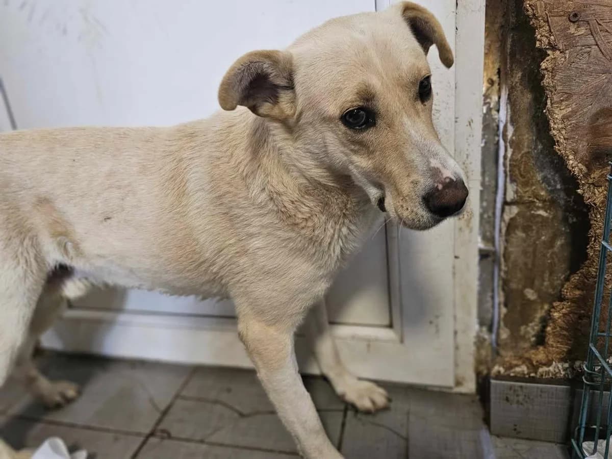 Olii, Mixed Breed (Refuge d)