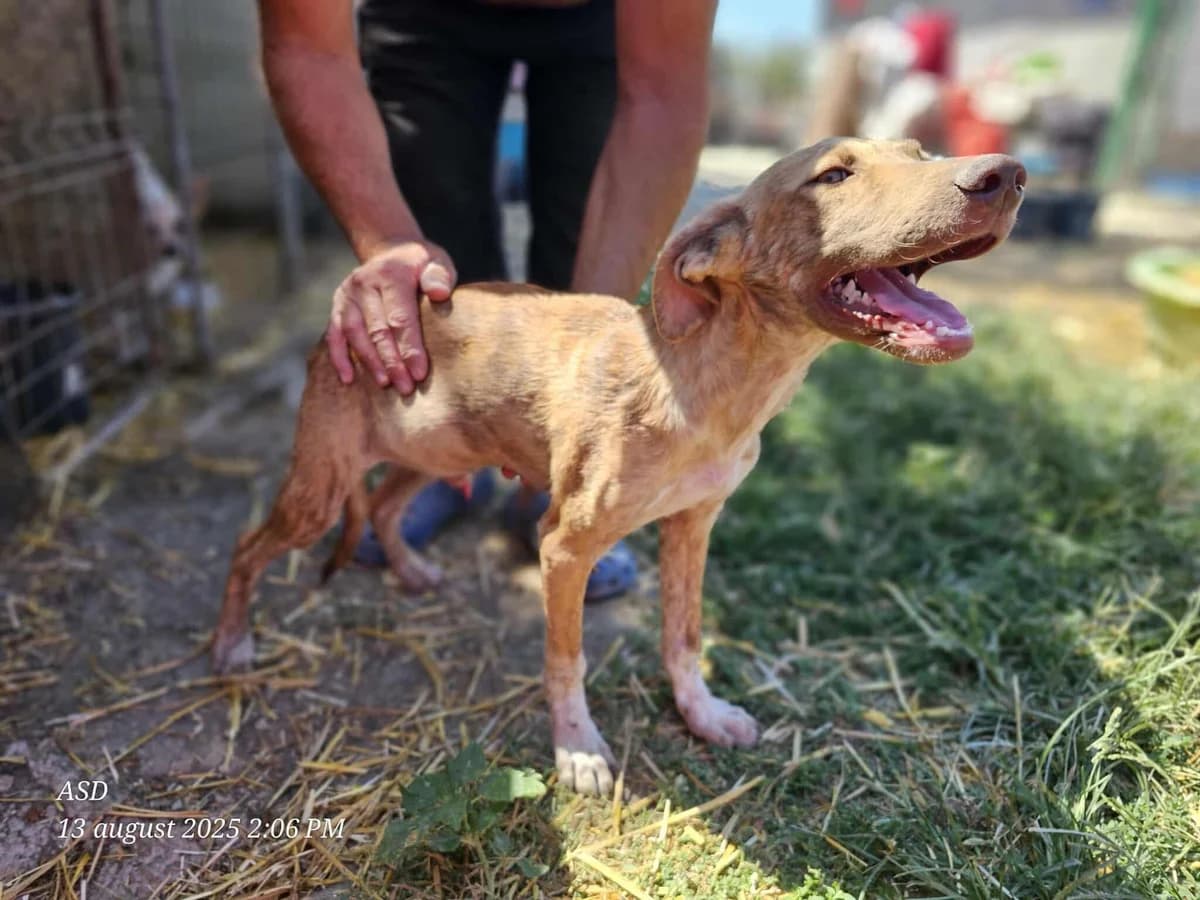 Orion, Mixed Breed (Refuge d)