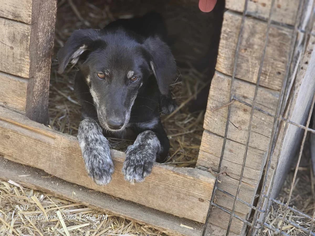 Oxana, Mixed Breed (Refuge d)
