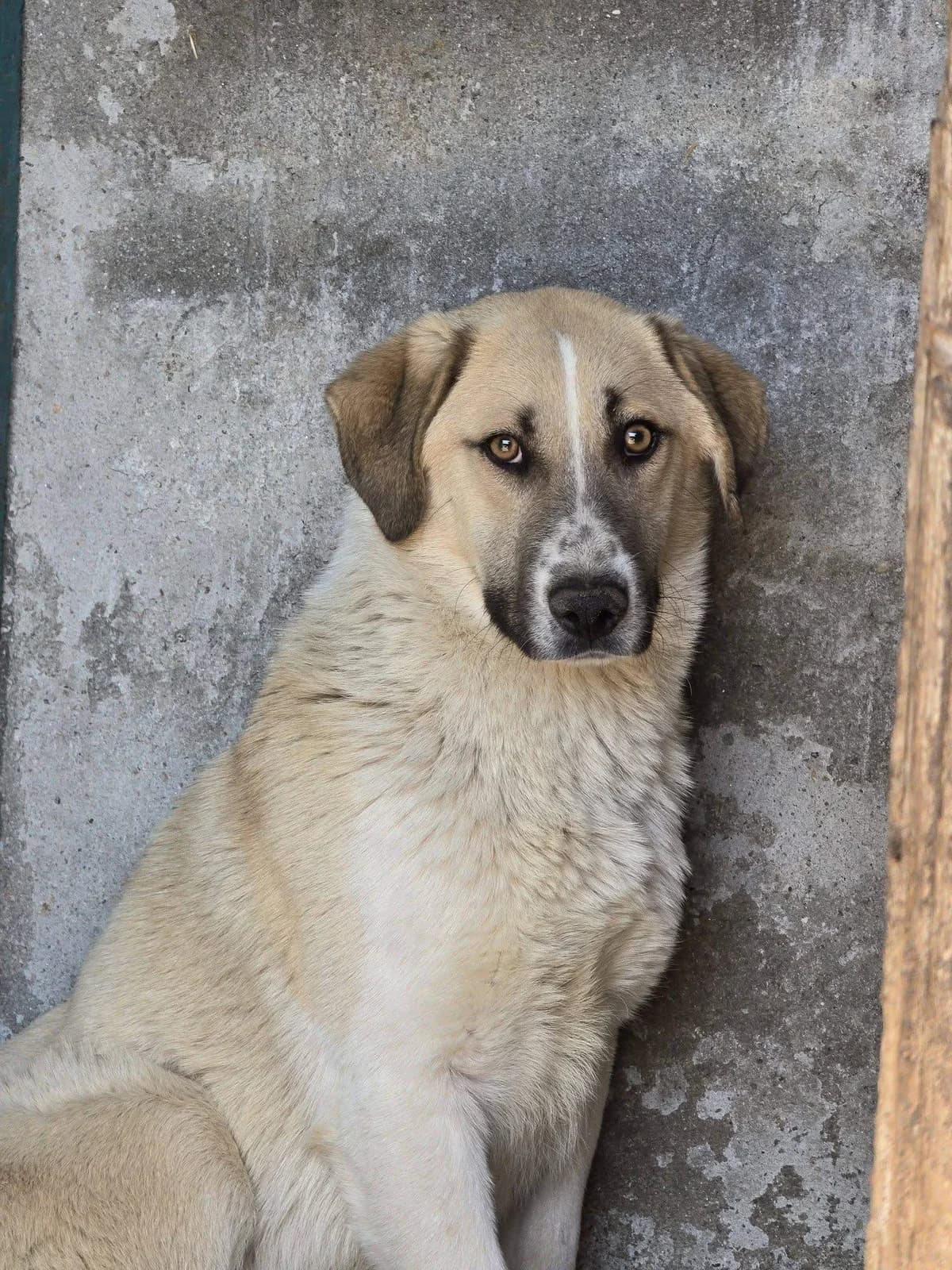 Ozo, male young Mixed Breed for adoption at Refuge d