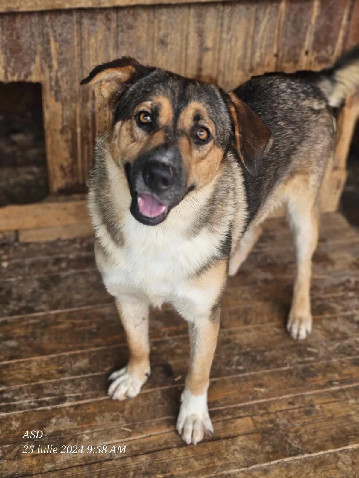 Patou, Mixed Breed (Refuge d)