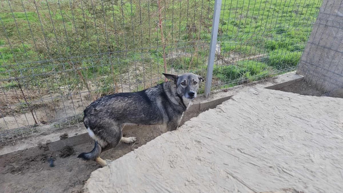 Patsy, Mixed Breed (Refuge d)