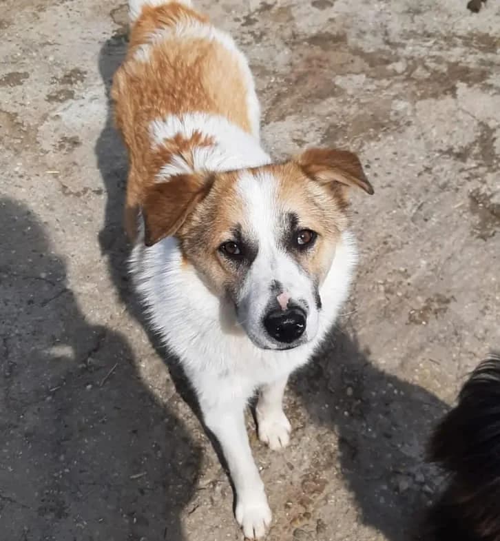 Pesto, Mixed Breed (Refuge d)