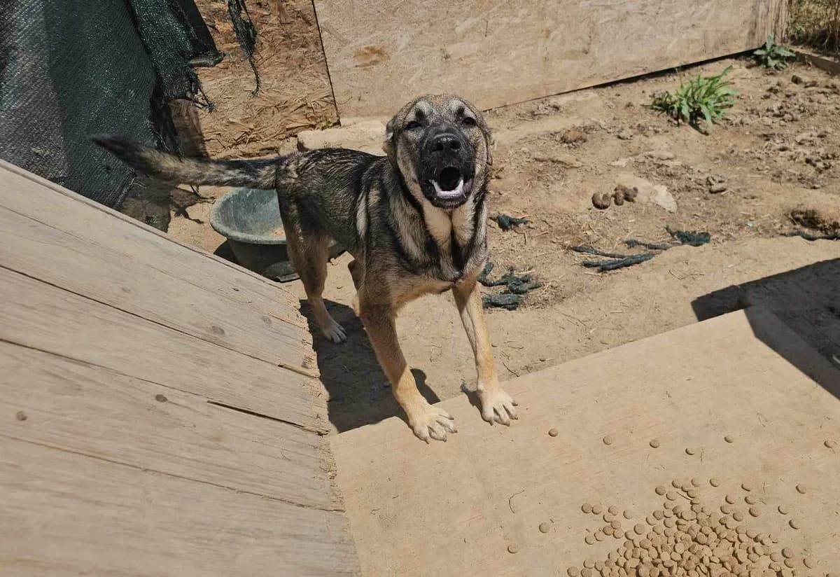 Pitt, Mixed Breed (Refuge d)