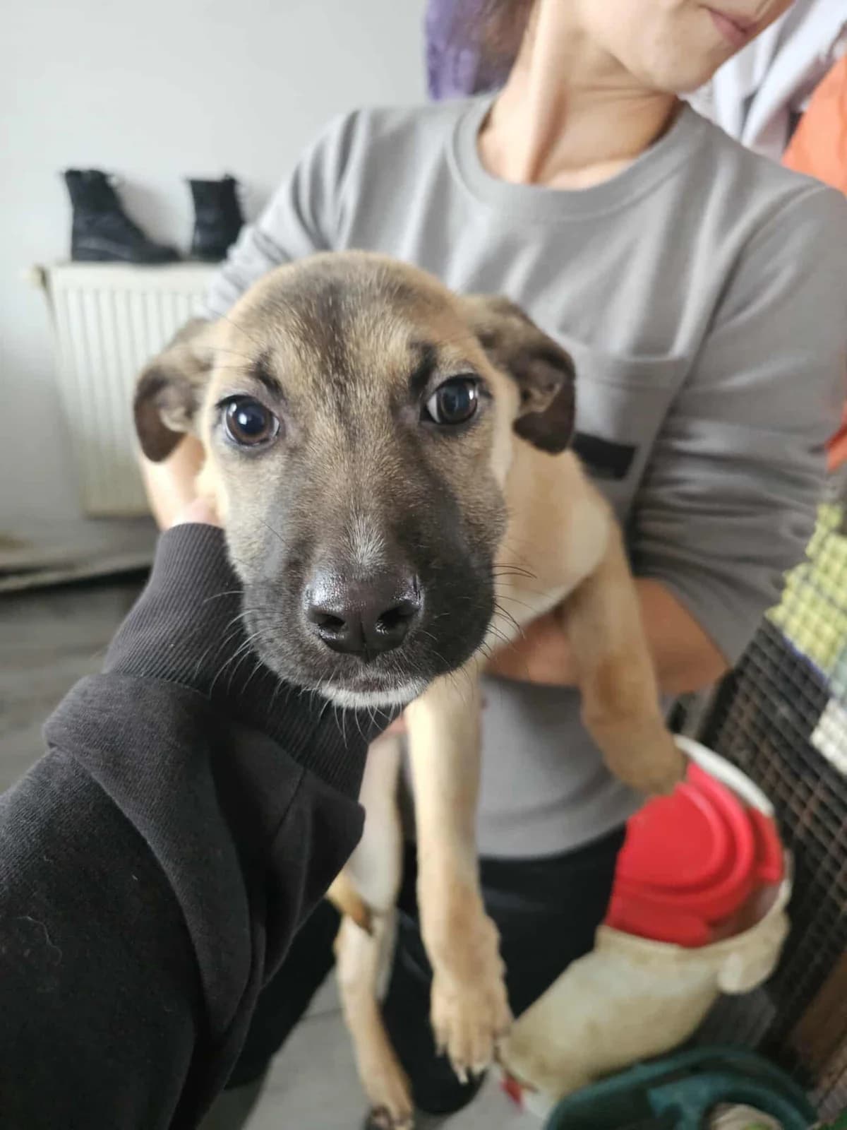 Poli, Mixed Breed (Refuge d)