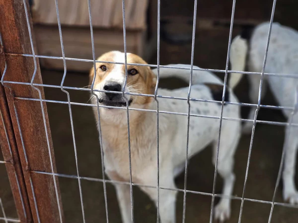 Poumy, Mixed Breed (Refuge d)