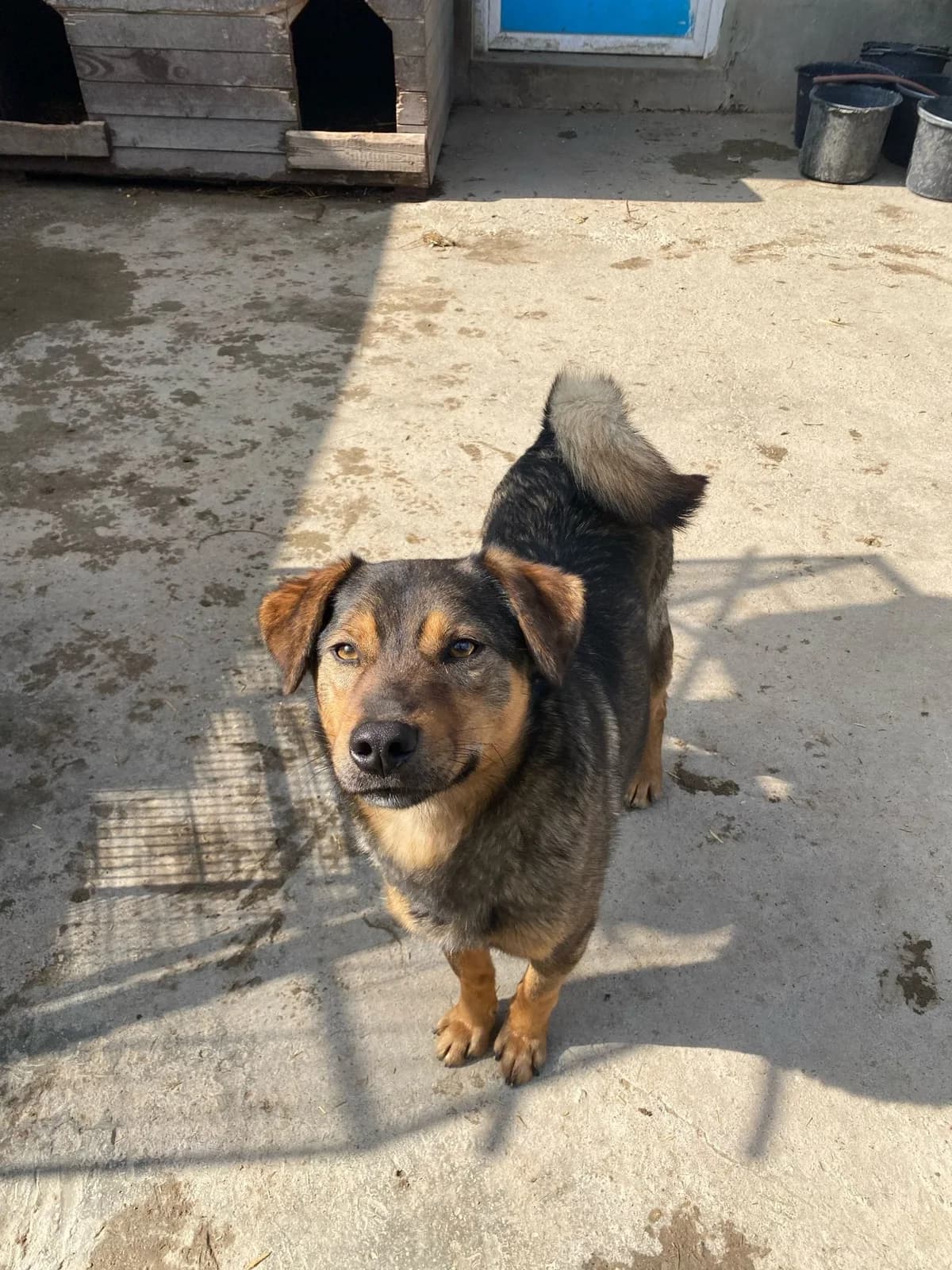 Rigo, Mixed Breed (Refuge d)