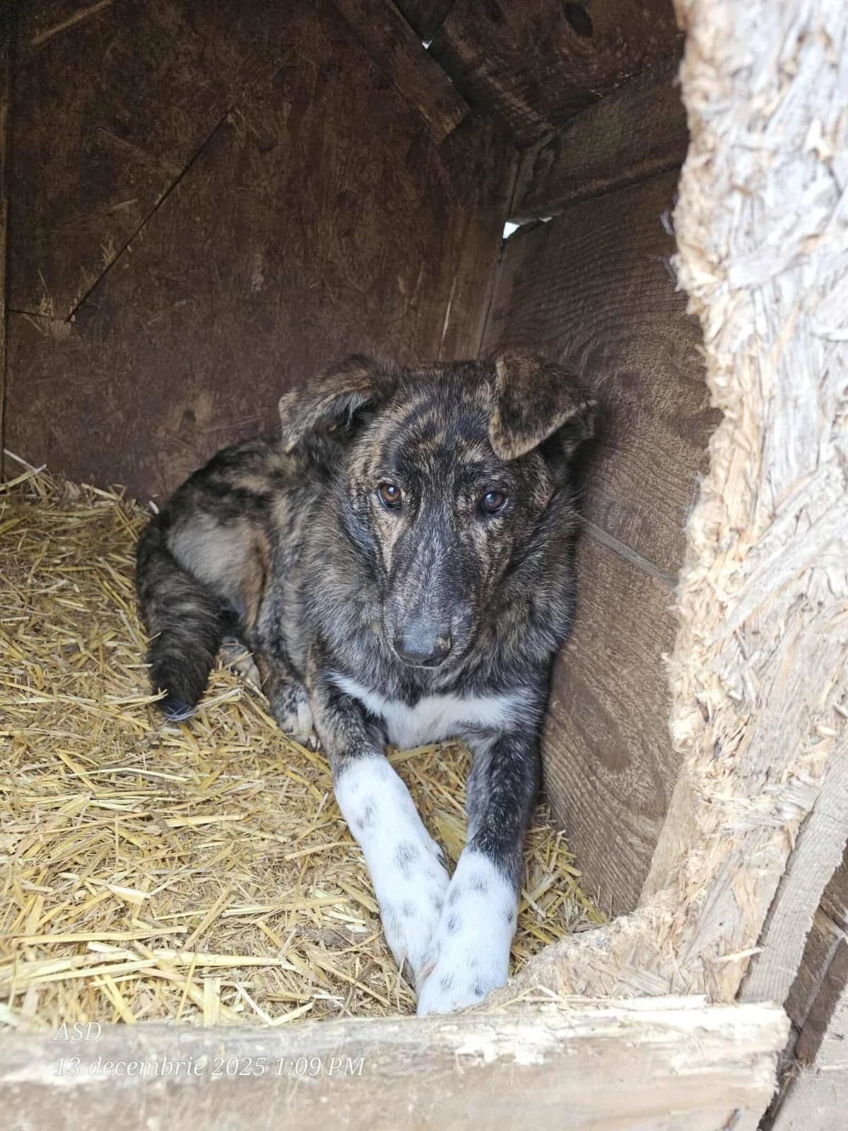 Ryker, Mixed Breed (Refuge d)