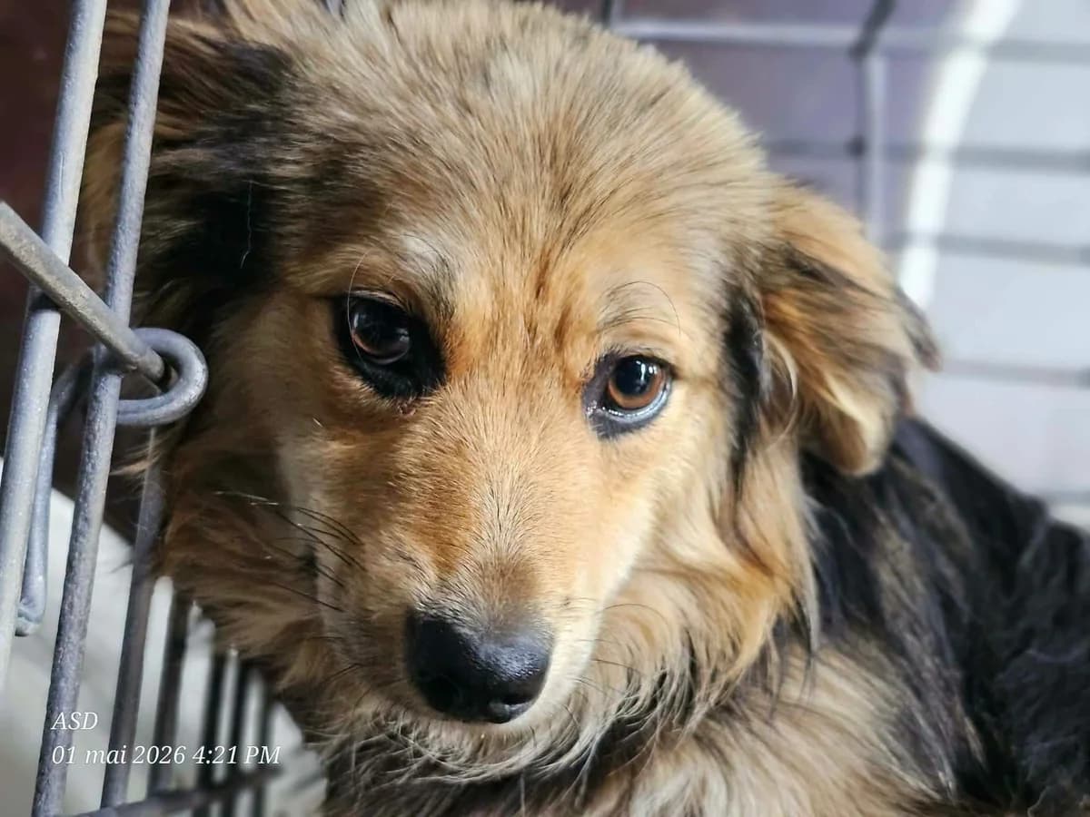 Sam, male young Mixed Breed for adoption at Refuge d