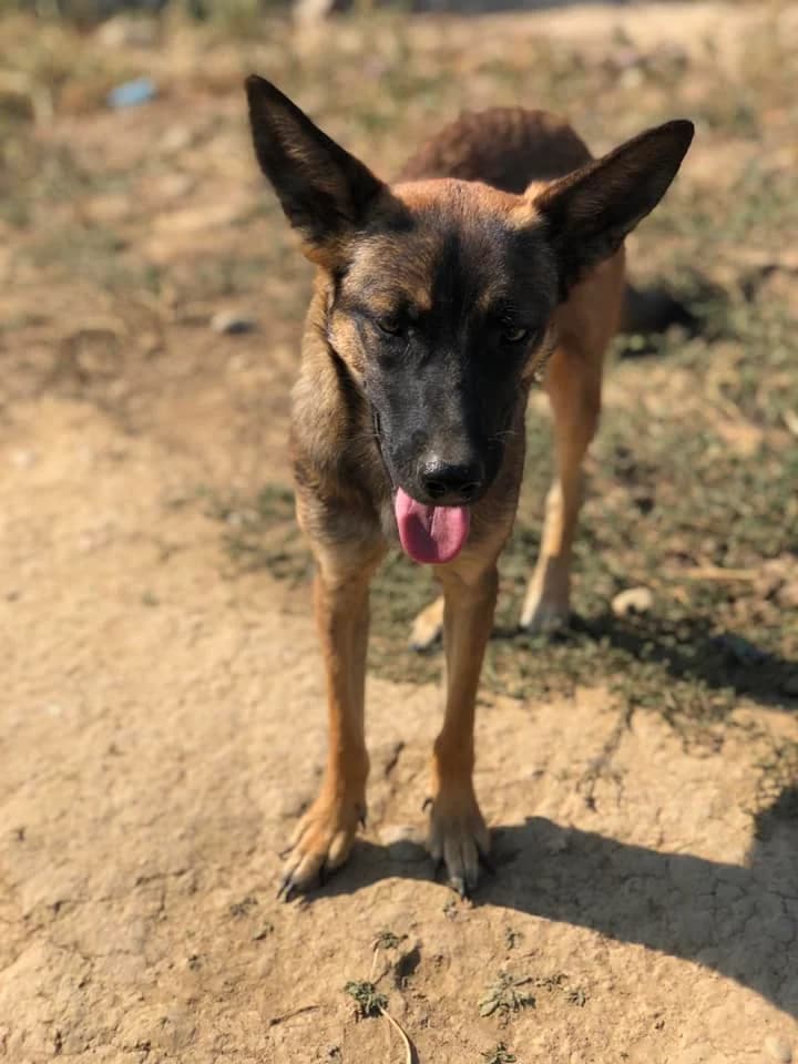 Sanji, Mixed Breed (Refuge d)