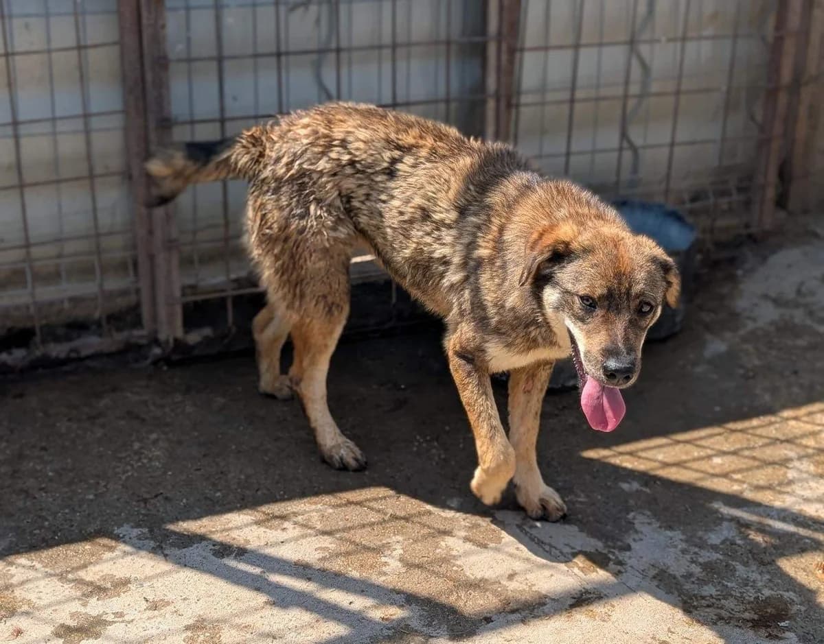 Sassy, Mixed Breed (Refuge d)
