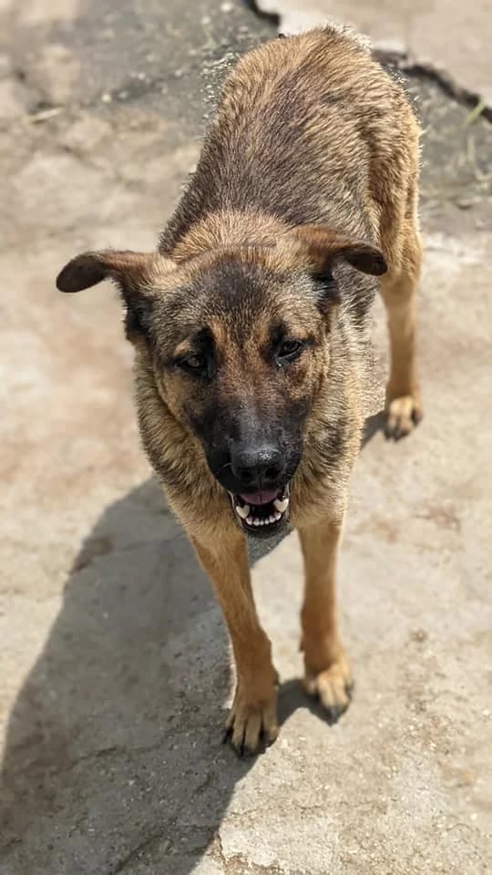 Scoop, Mixed Breed (Refuge d)
