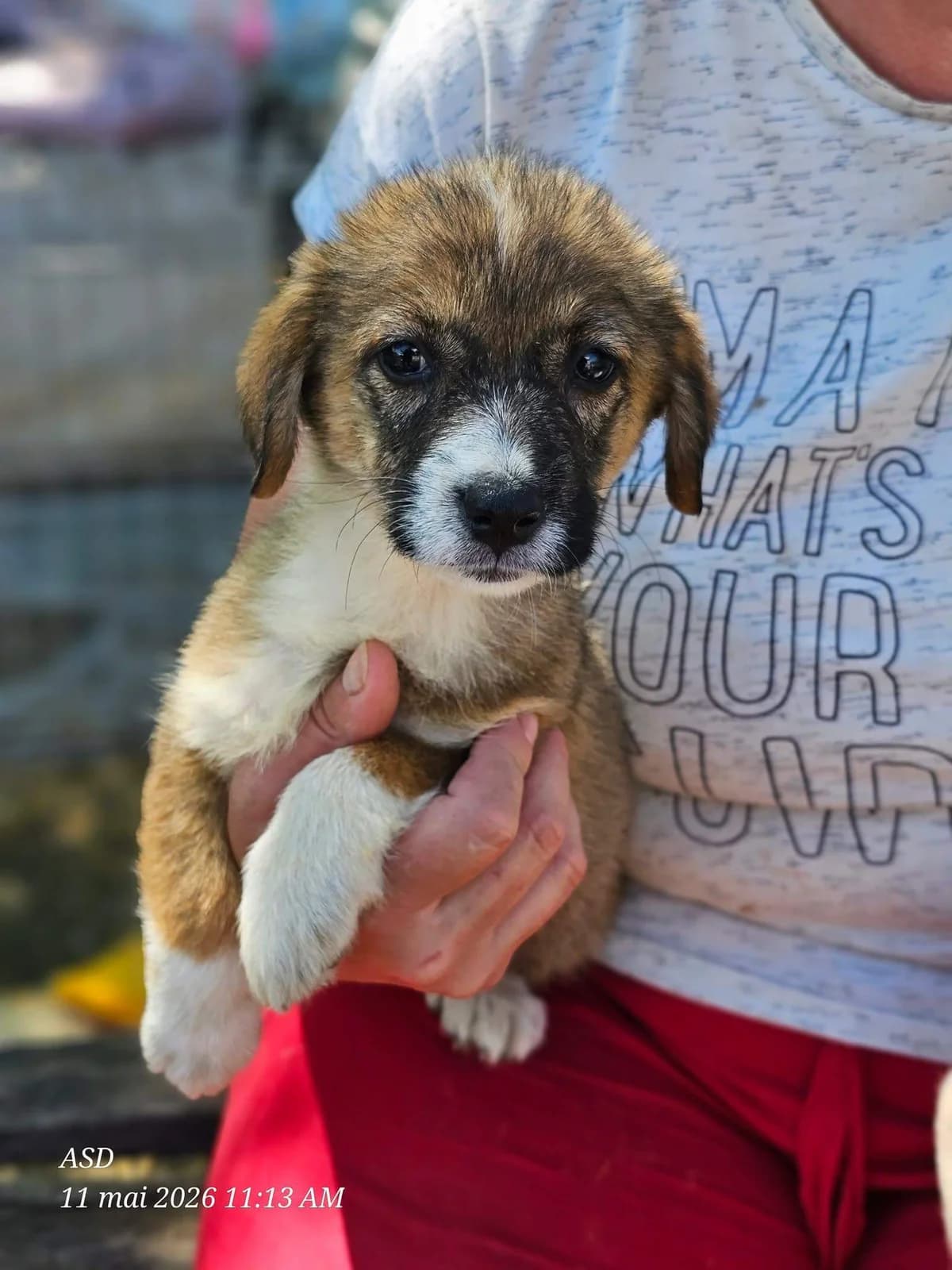 Sora, female puppy Mixed Breed for adoption at Refuge d