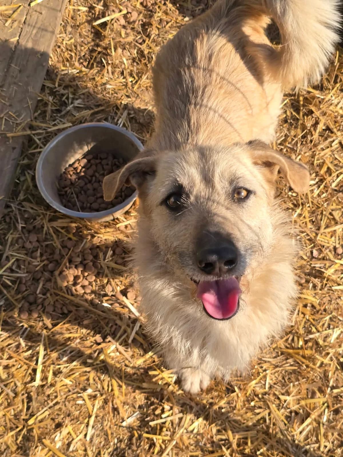 Tella, female young Mixed Breed for adoption at Refuge d