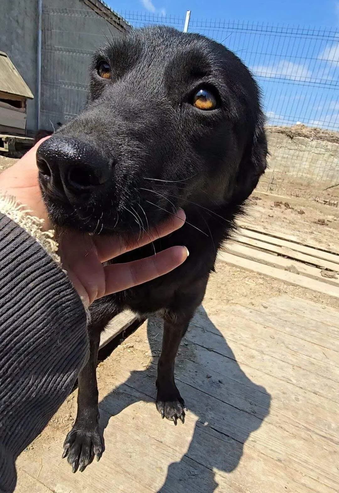 Tina, female young Mixed Breed for adoption at Refuge d