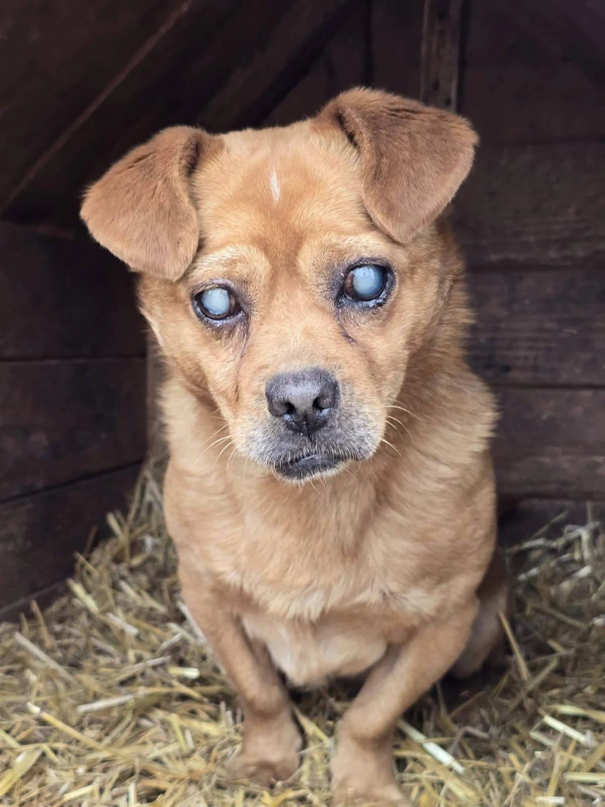 Tulum, Mixed Breed (Refuge d)
