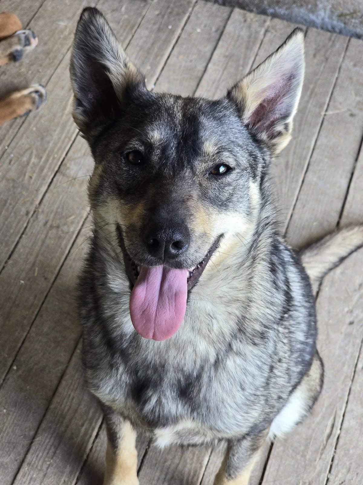 Valka, Mixed Breed (Refuge d)