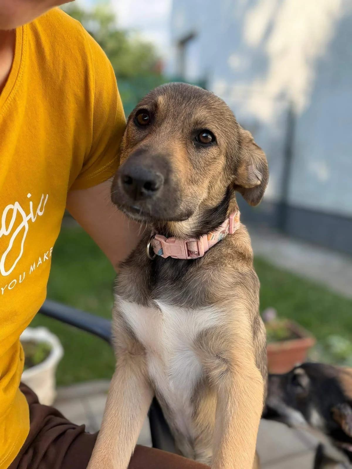 Yang, Mixed Breed (Refuge d)
