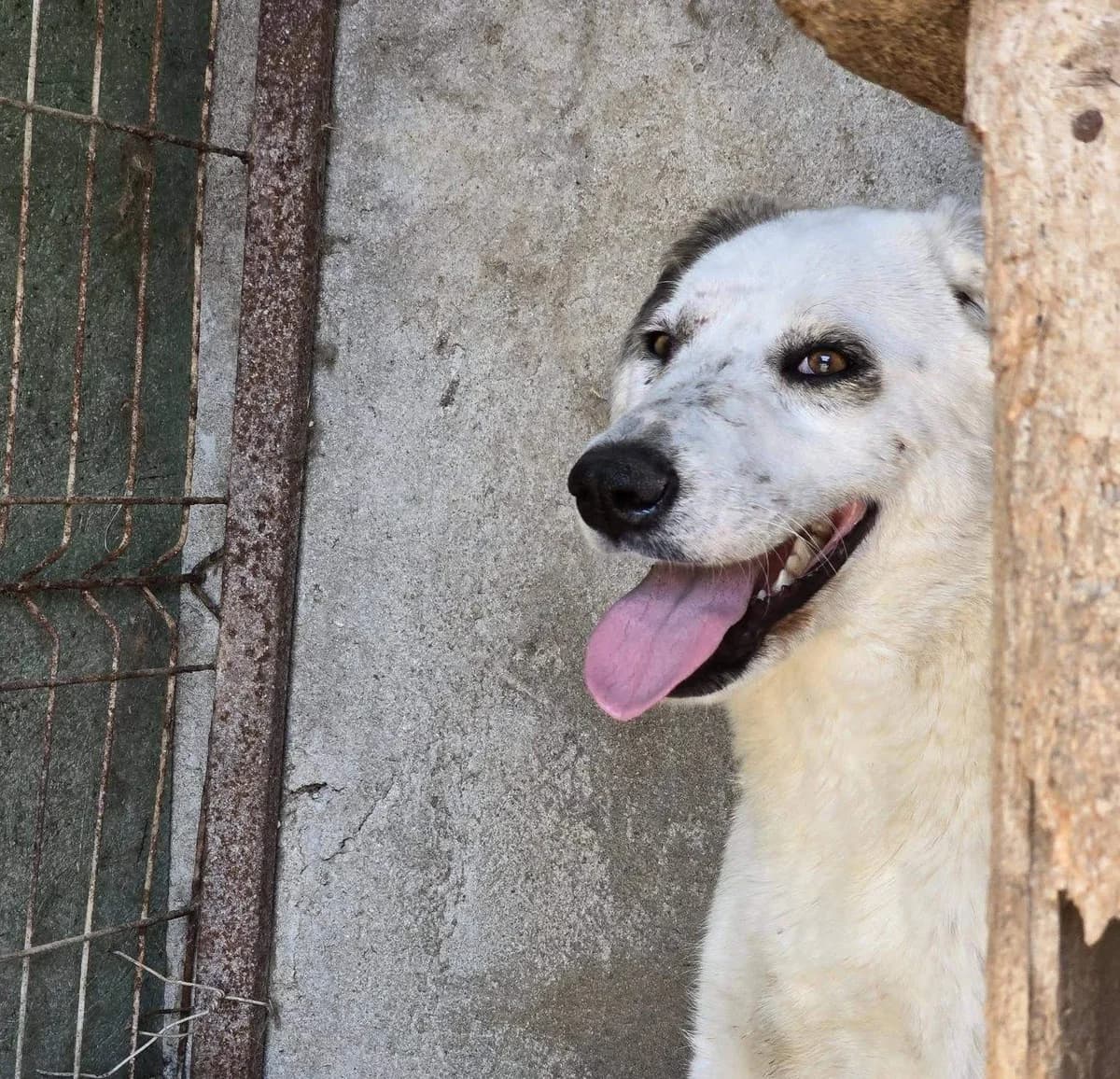 Yuna, Mixed Breed (Refuge d)