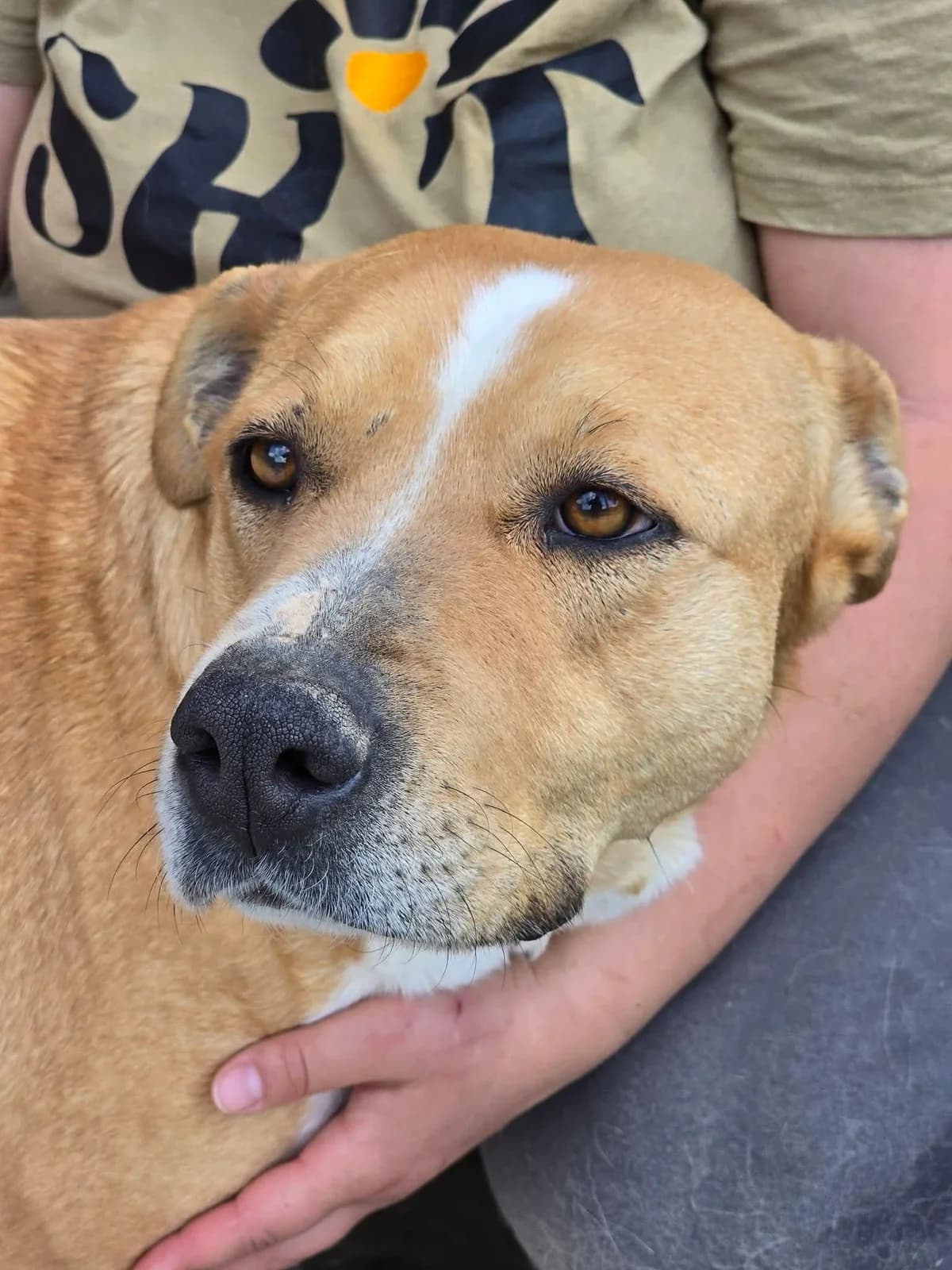Zaya, female 3yo Mixed Breed for adoption at Refuge d