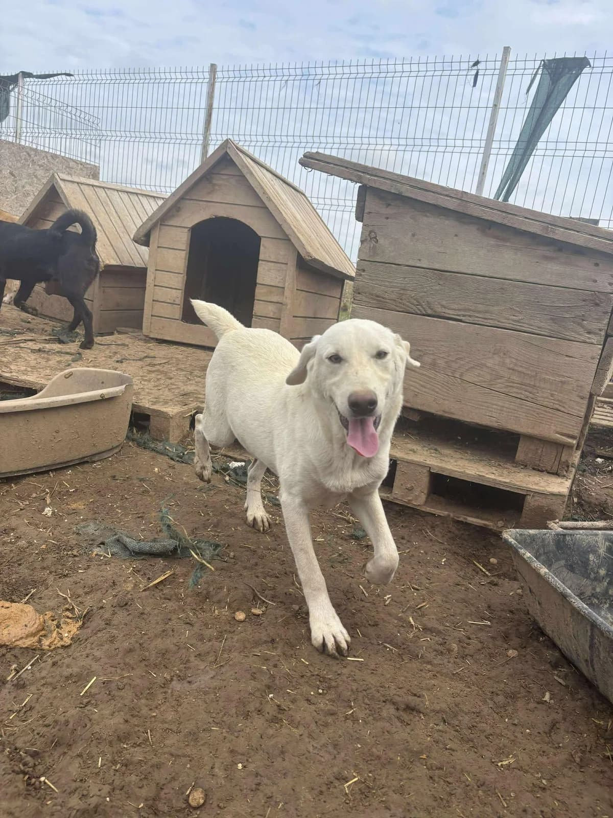 Zizou, male young Mixed Breed for adoption at Refuge d