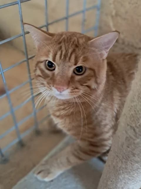 Alf, male young Mixed Breed for adoption at Refuge de Beauregard