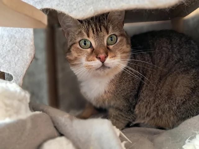 Bean, male 6yo Mixed Breed for adoption at Refuge de Beauregard