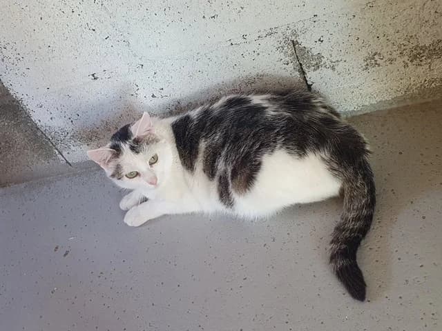 Scar, male 4yo Mixed Breed for adoption at Refuge de Beauregard