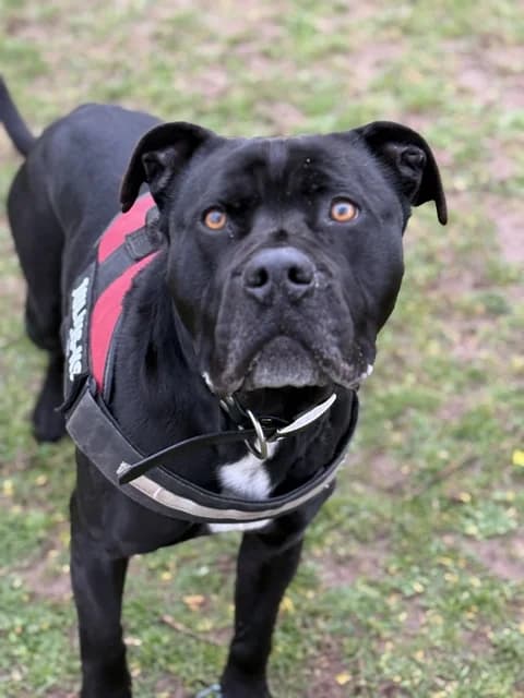 Caïd, male 4yo Mixed Breed for adoption at Refuge de Beauregard