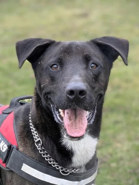 Snow, male 4yo Belgian Malinois for adoption at Refuge de Beauregard