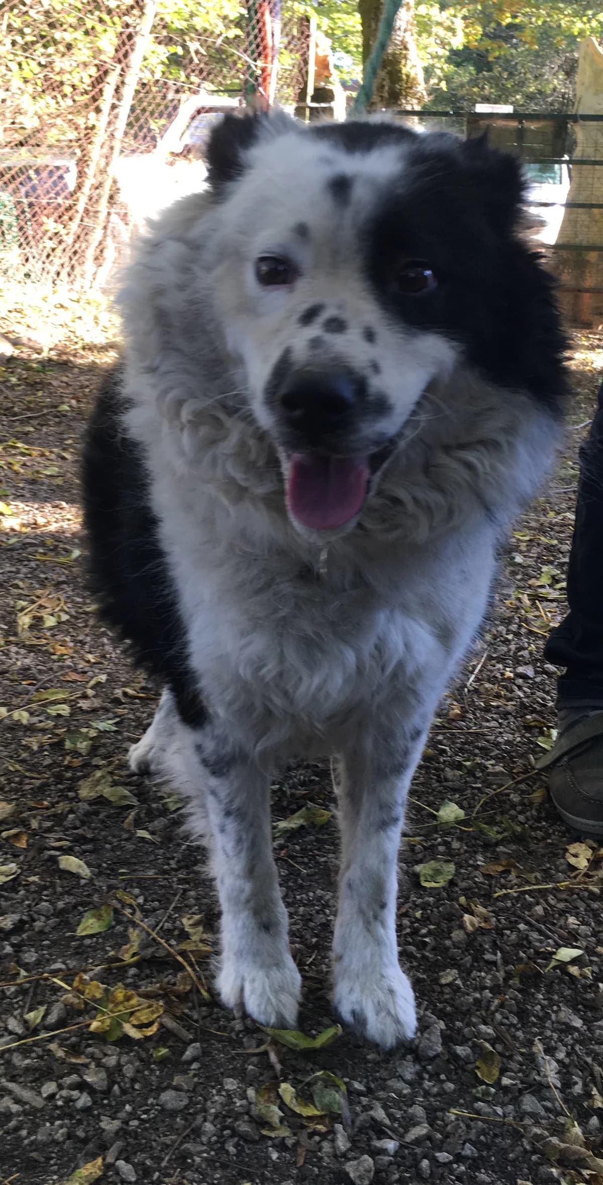 BERGERE, female senior Border Collie for adoption at Refuge Bienvenue du Pays Gentiane