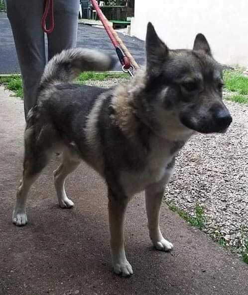 DINO, male 6yo Border Collie for adoption at Refuge Bienvenue du Pays Gentiane