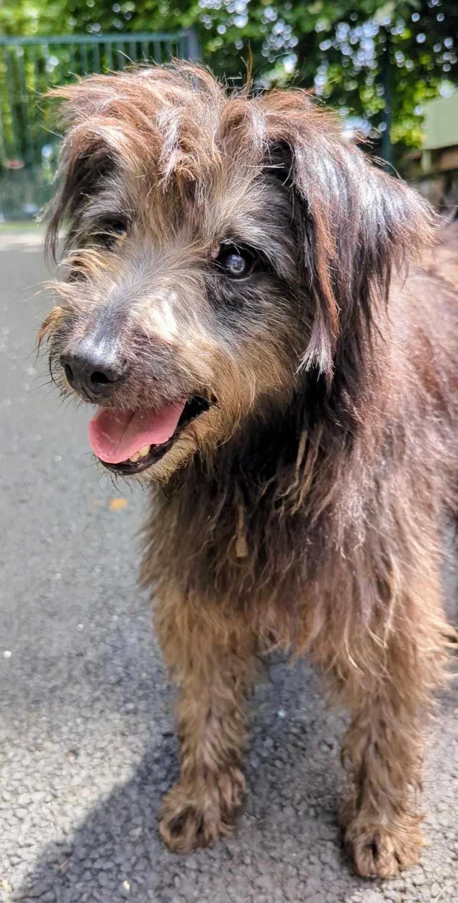 JAZZ, male senior mixed breed for adoption at Refuge Bienvenue du Pays Gentiane