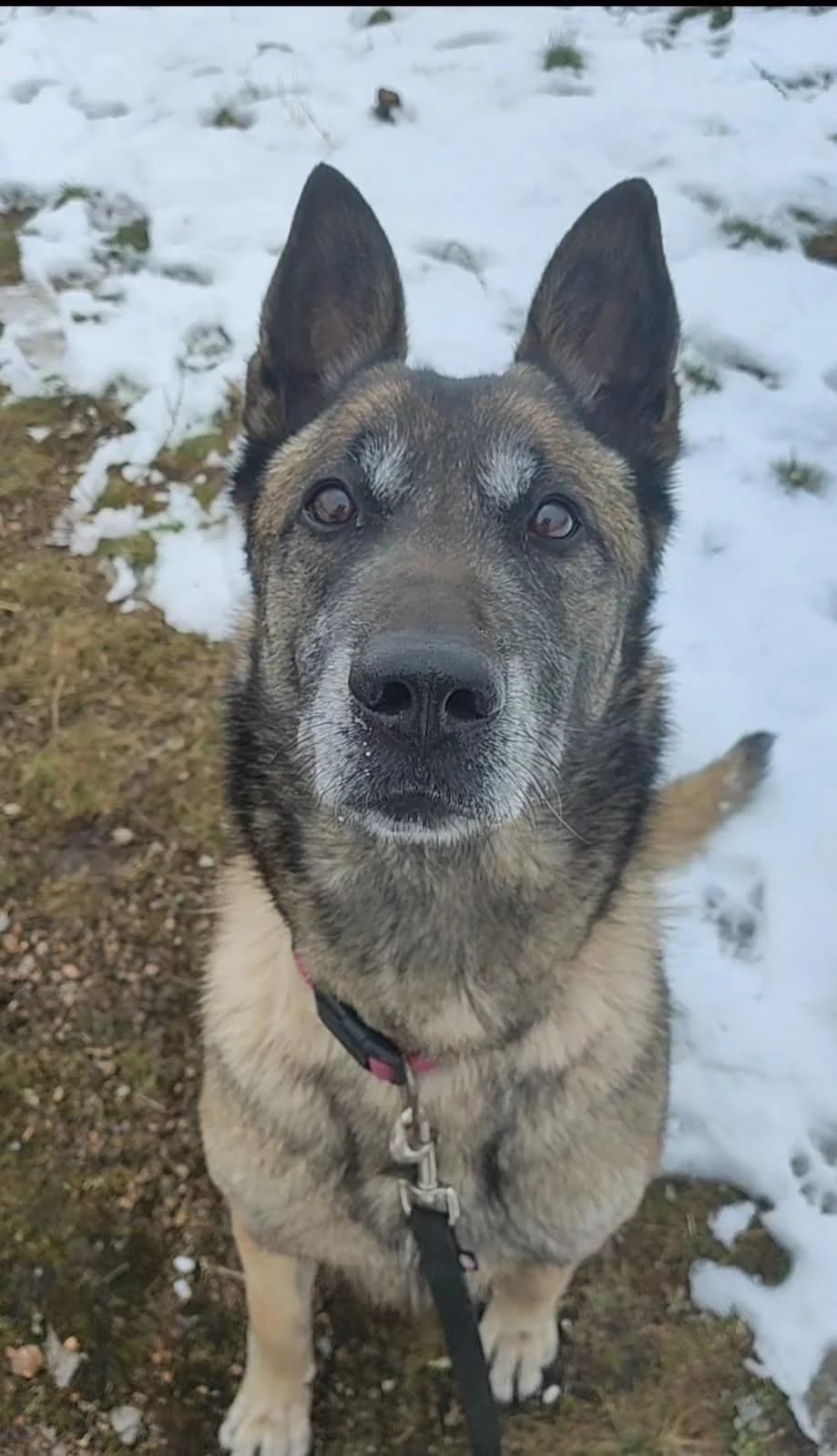 LAIKA, female senior Belgian Malinois for adoption at Refuge Bienvenue du Pays Gentiane