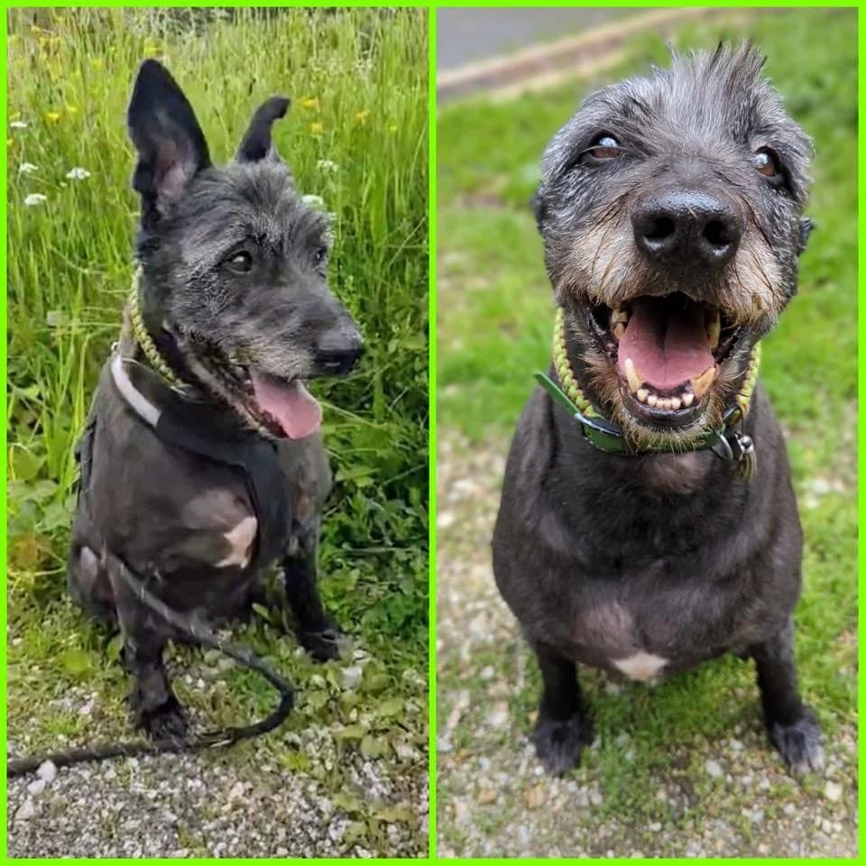 LAIKO, male senior mixed breed for adoption at Refuge Bienvenue du Pays Gentiane