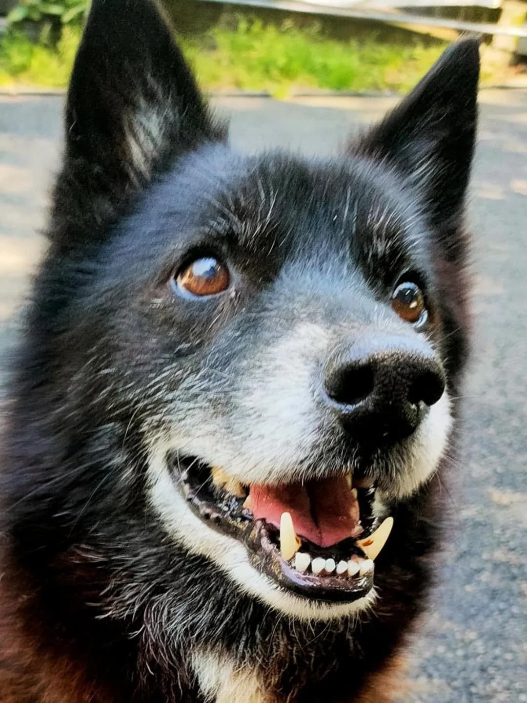 LYNK, male senior Border Collie for adoption at Refuge Bienvenue du Pays Gentiane