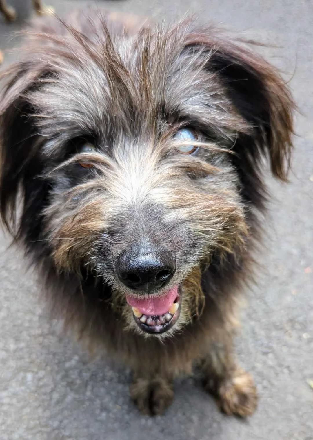 MANDY, female senior mixed breed for adoption at Refuge Bienvenue du Pays Gentiane