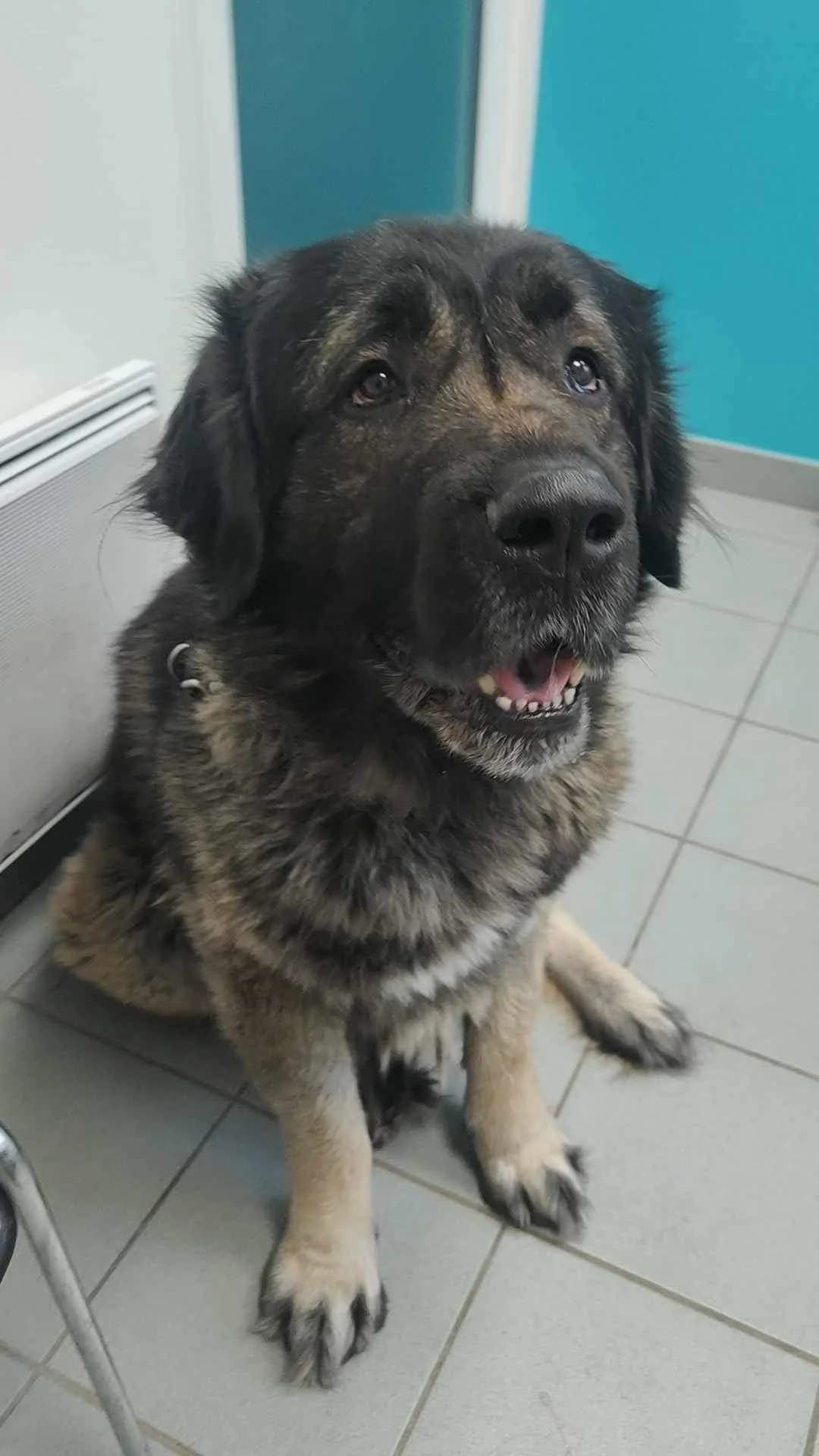 OZ, male 7yo mixed breed for adoption at Refuge Bienvenue du Pays Gentiane