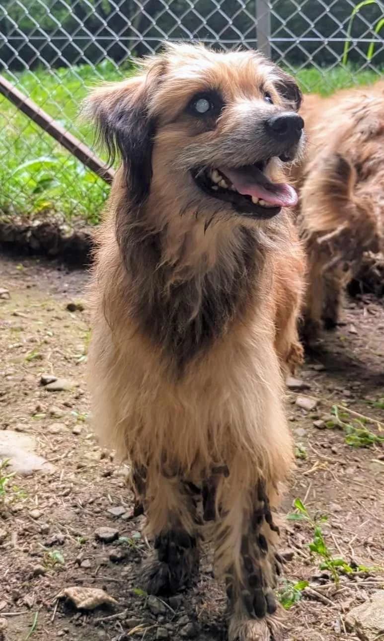 PEGAZ, male 6yo mixed breed for adoption at Refuge Bienvenue du Pays Gentiane