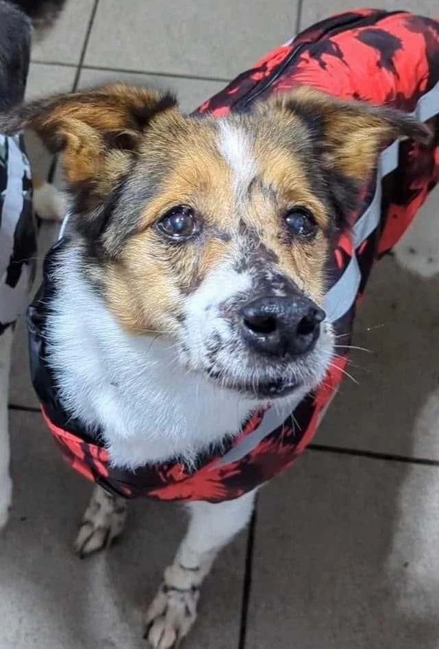 PIERROT, male senior Border Collie for adoption at Refuge Bienvenue du Pays Gentiane