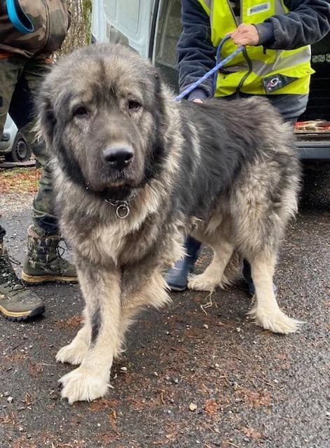 PIXIE, female 6yo mixed breed for adoption at Refuge Bienvenue du Pays Gentiane